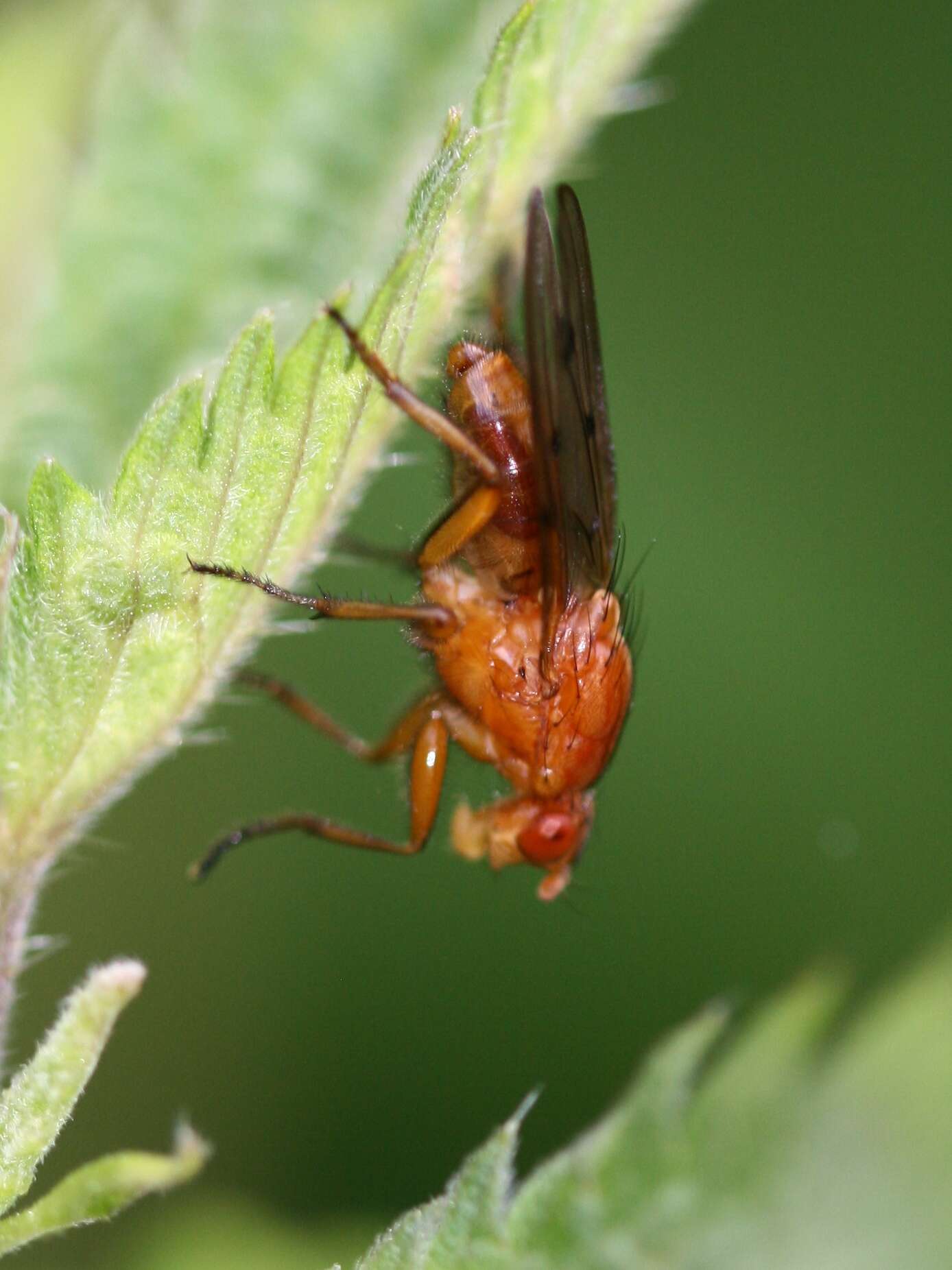 Image of dryomyzid flies