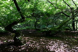 Image of Fagus sylvatica var. suentelensis