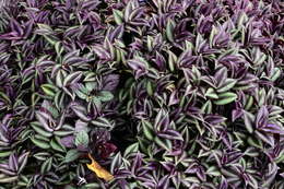 Imagem de Tradescantia zebrina Bosse