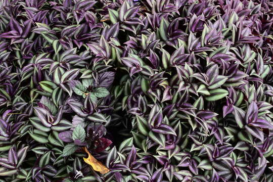 Imagem de Tradescantia zebrina Bosse