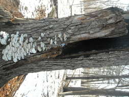 Image of Trametes pubescens (Schumach.) Pilát 1939