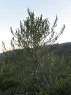 Cupressus goveniana var. abramsiana (C. B. Wolf) Little resmi