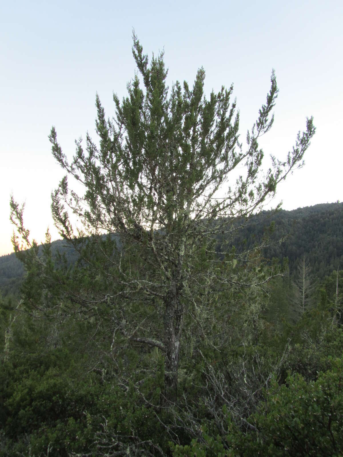 Cupressus goveniana var. abramsiana (C. B. Wolf) Little resmi