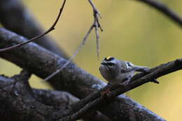 Image of Golden-crowned Kinglet