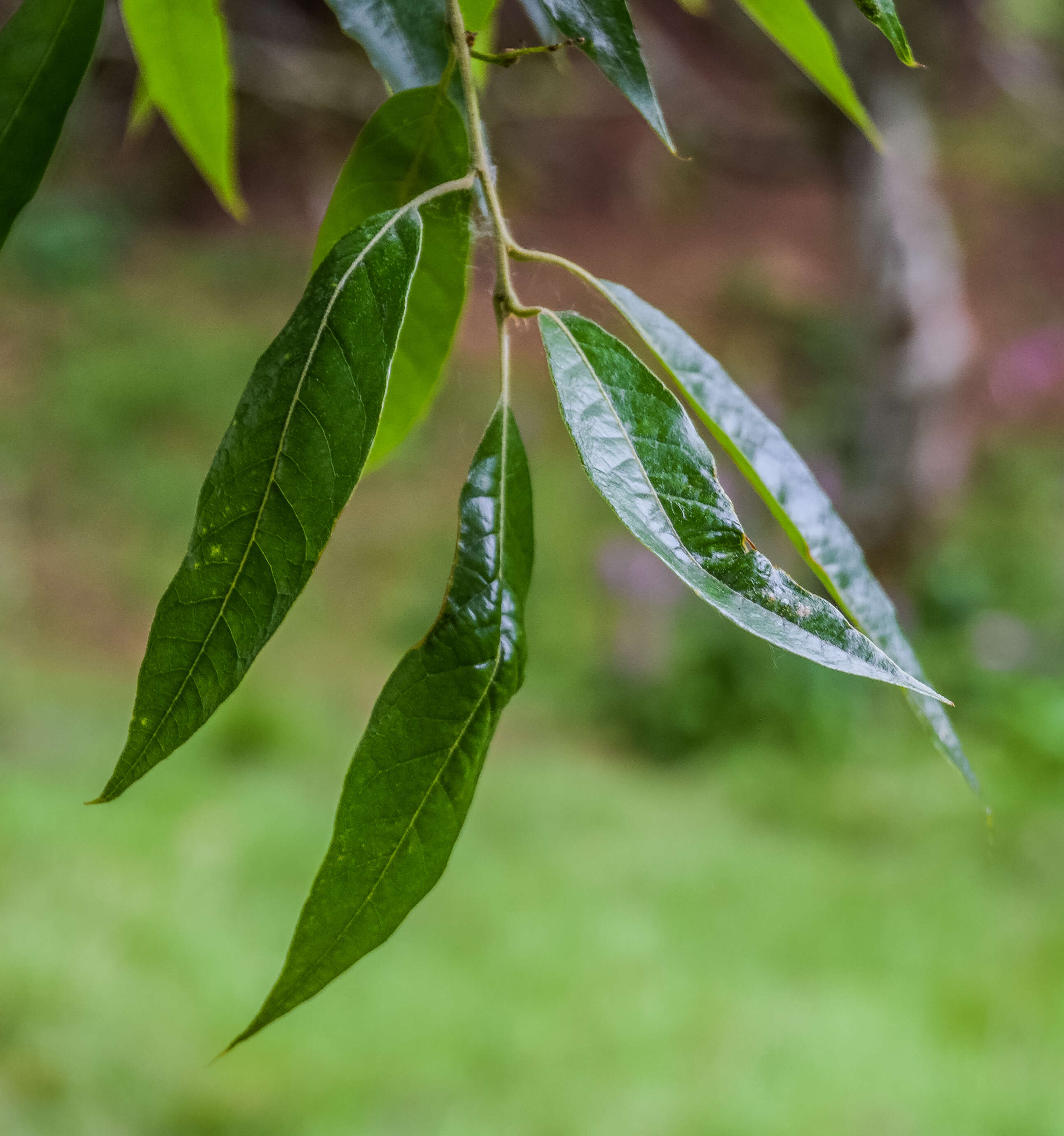 Image of Quercus laurina Bonpl.