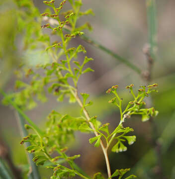 Image of Lindsaea microphylla Sw.