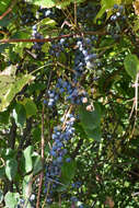 Image of River-Bank Grape