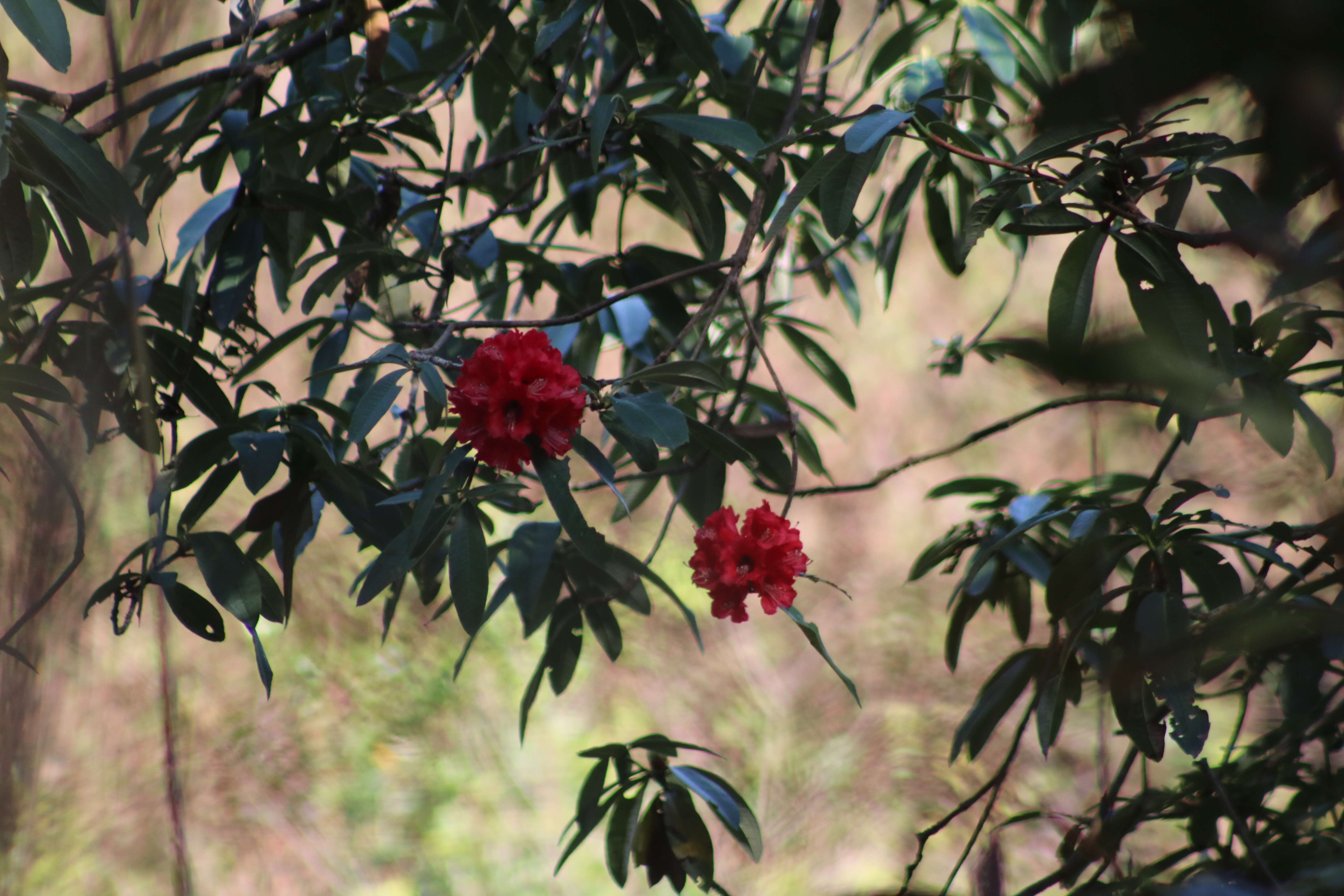 Image of Tree Rhododendron