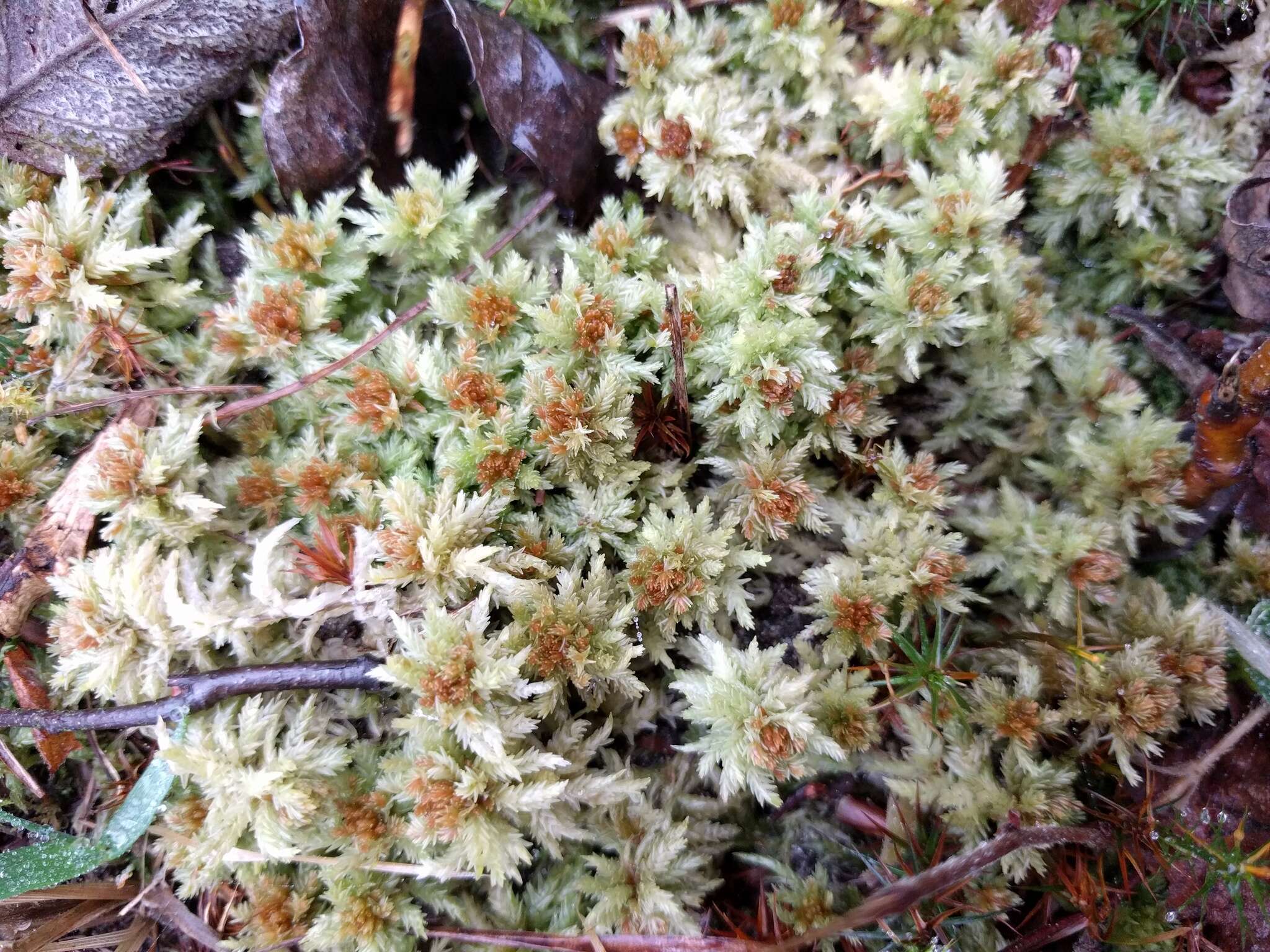 Image of Prairie sphagnum moss