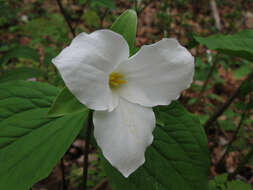 Image of White trillium