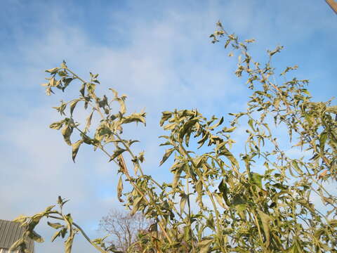 Image de Atriplex sagittata Bkh.