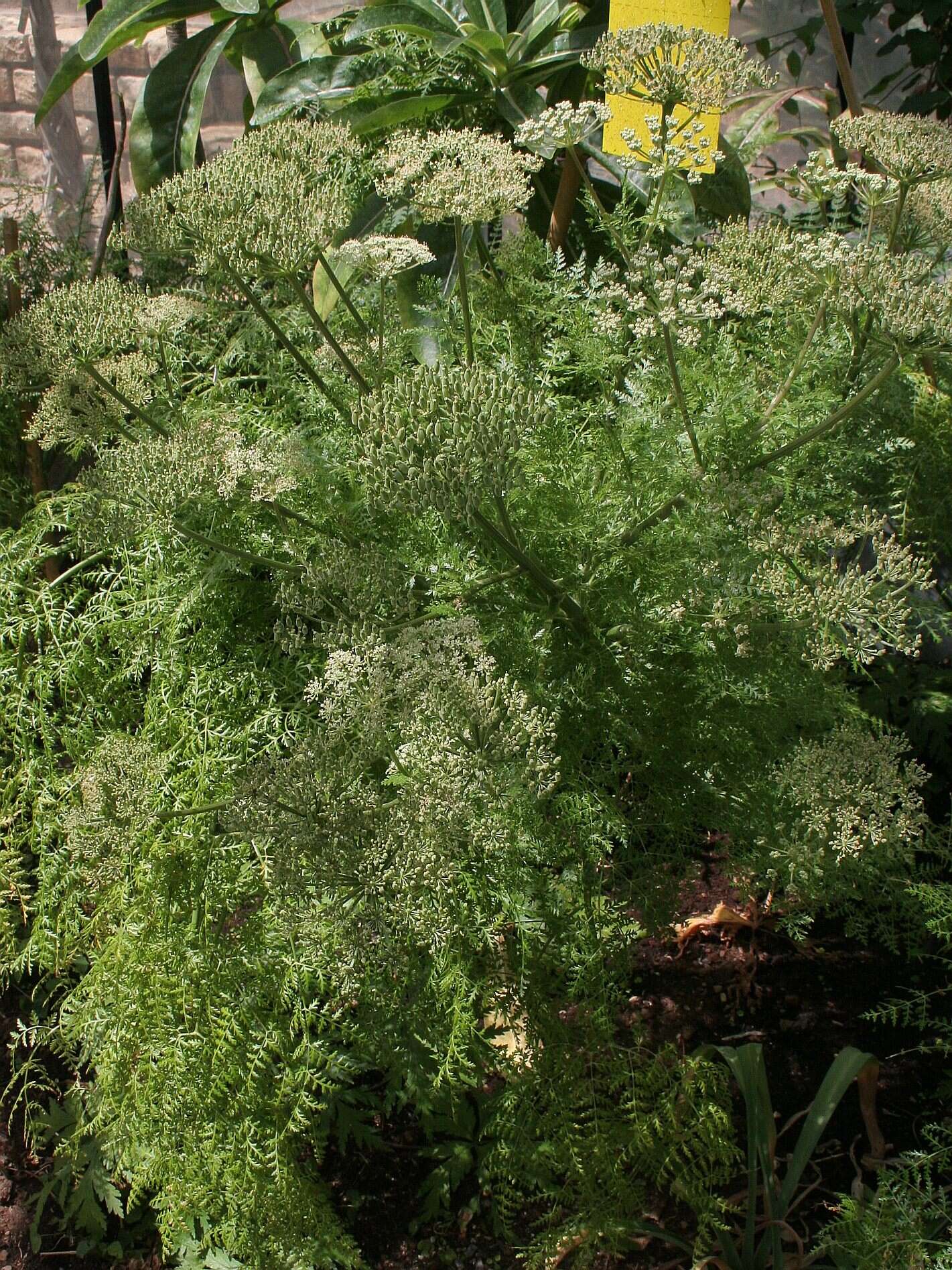 Слика од Daucus edulis (Lowe) Wojew., Reduron, Banasiak & Spalik