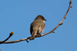 Image of Eastern Phoebe