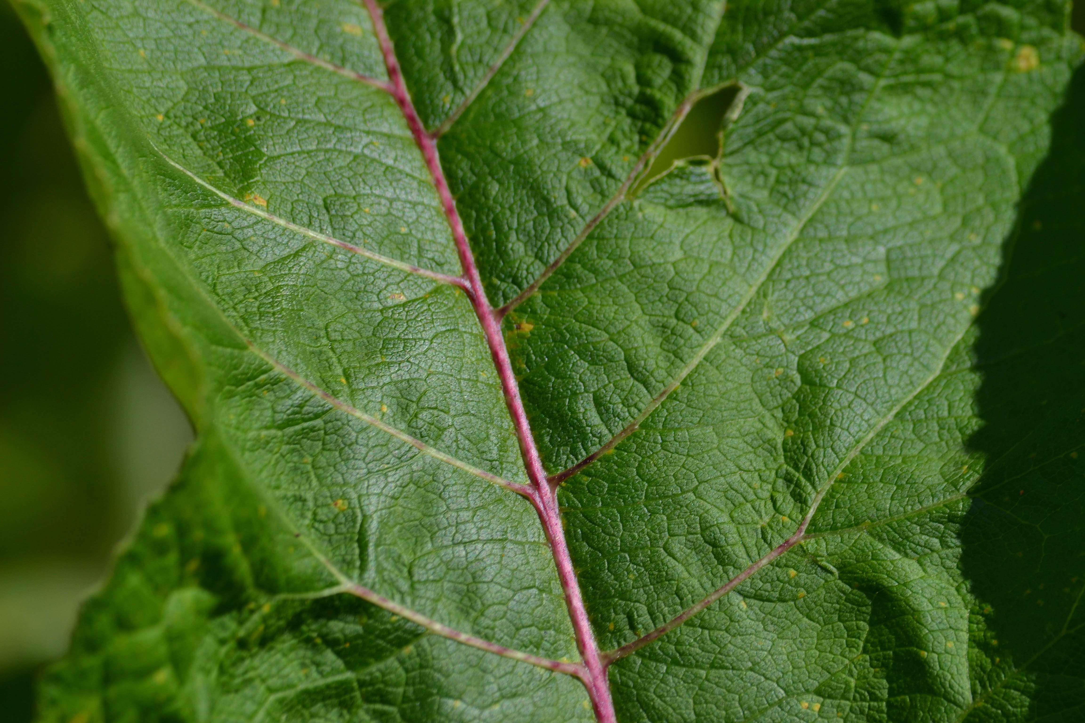 Image of Elecampane