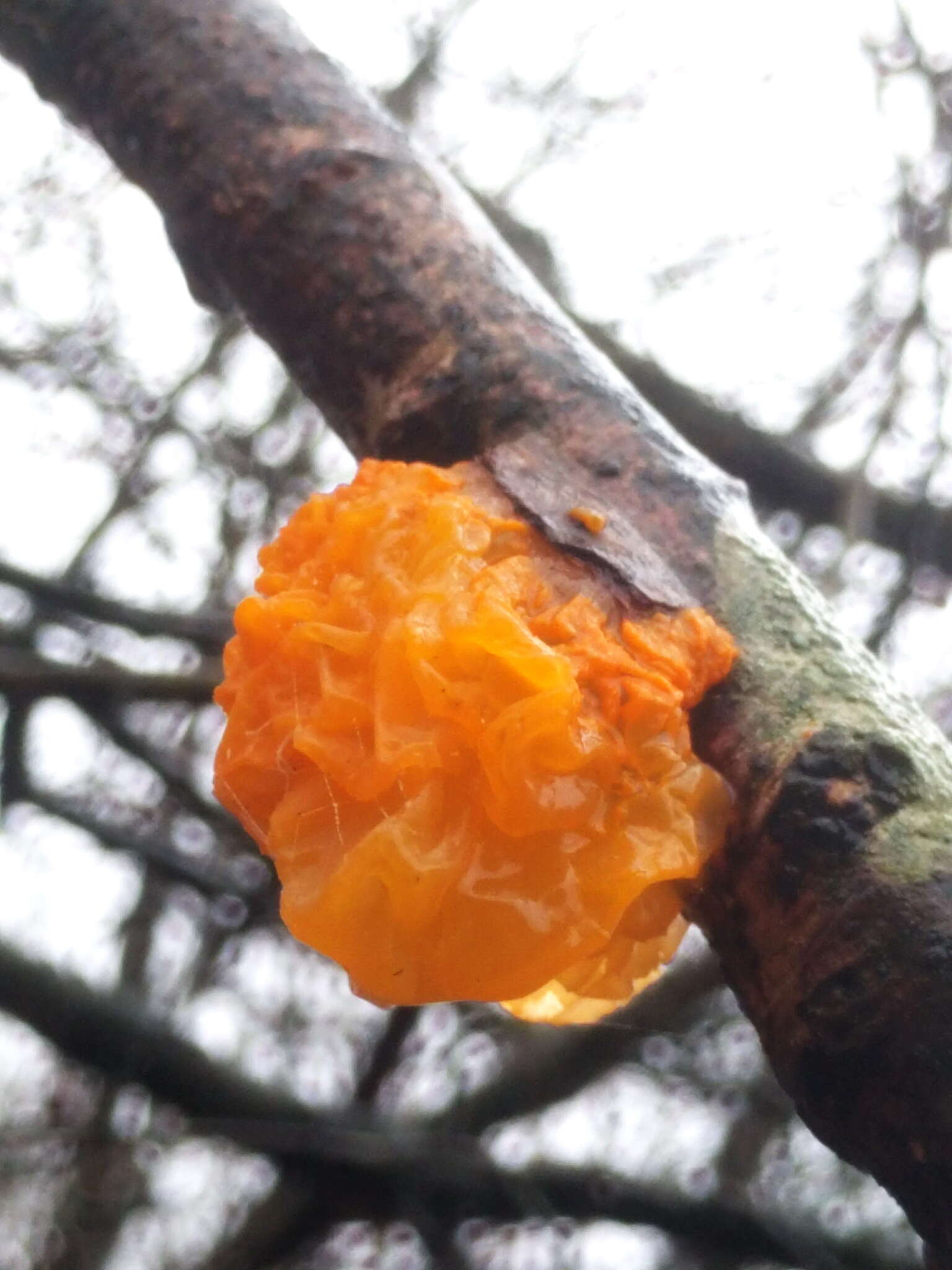 Image of Witches butter