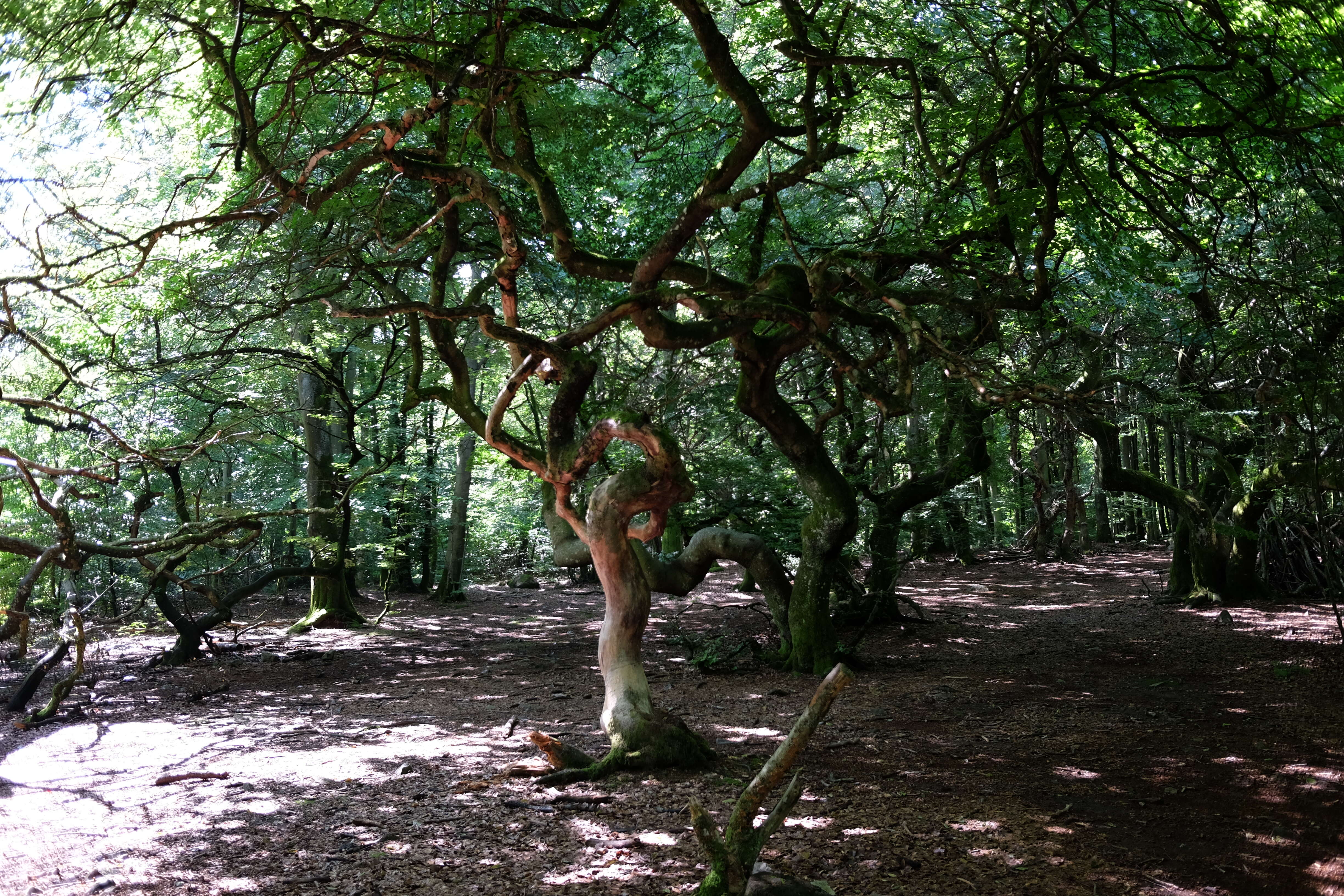 Image of Fagus sylvatica var. suentelensis