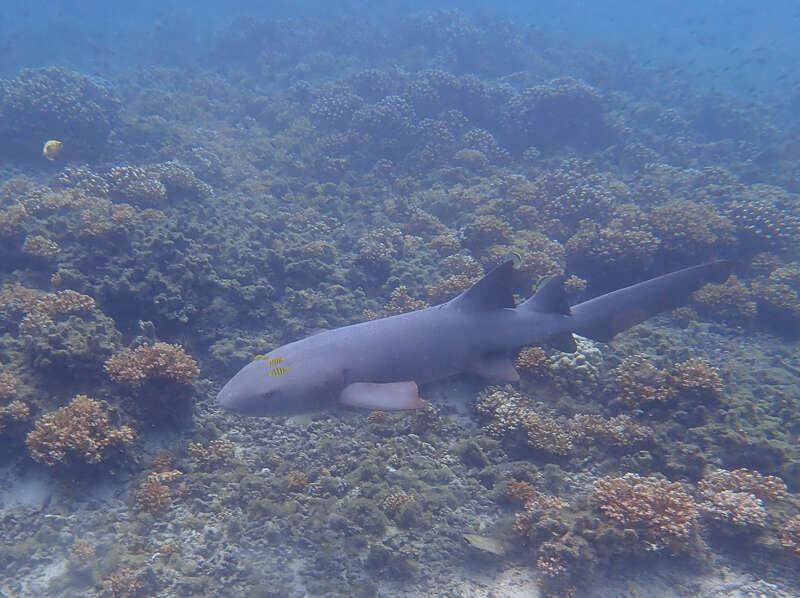 Image of Pacific nurse shark