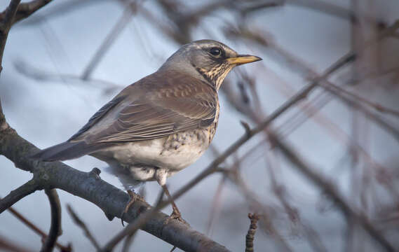 Image of Fieldfare