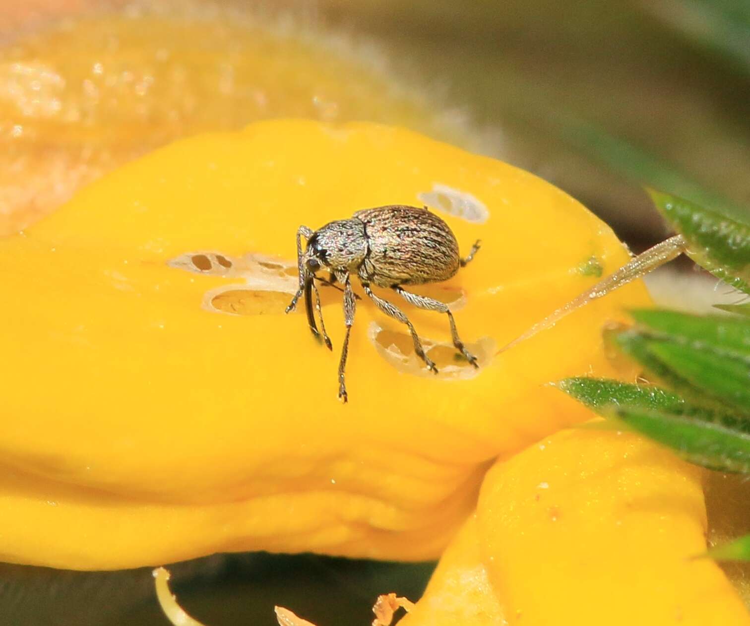 Image of Exapion ulicis
