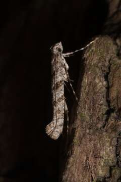 Image of Caloptilia cuculipennella (Hübner 1796)