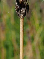 Image of Lady's leek