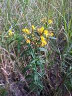 Sivun Hypericum adpressum W. C. P. Barton kuva