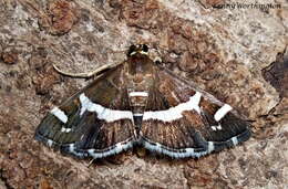 Image of Beet webworm moth