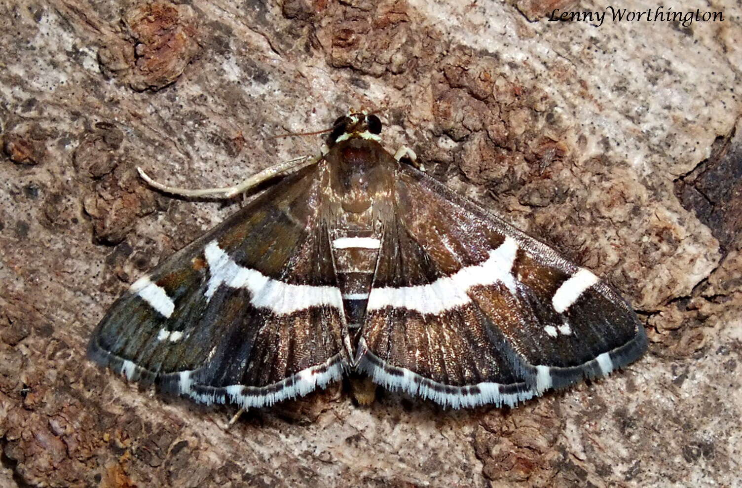 Image of Beet webworm moth