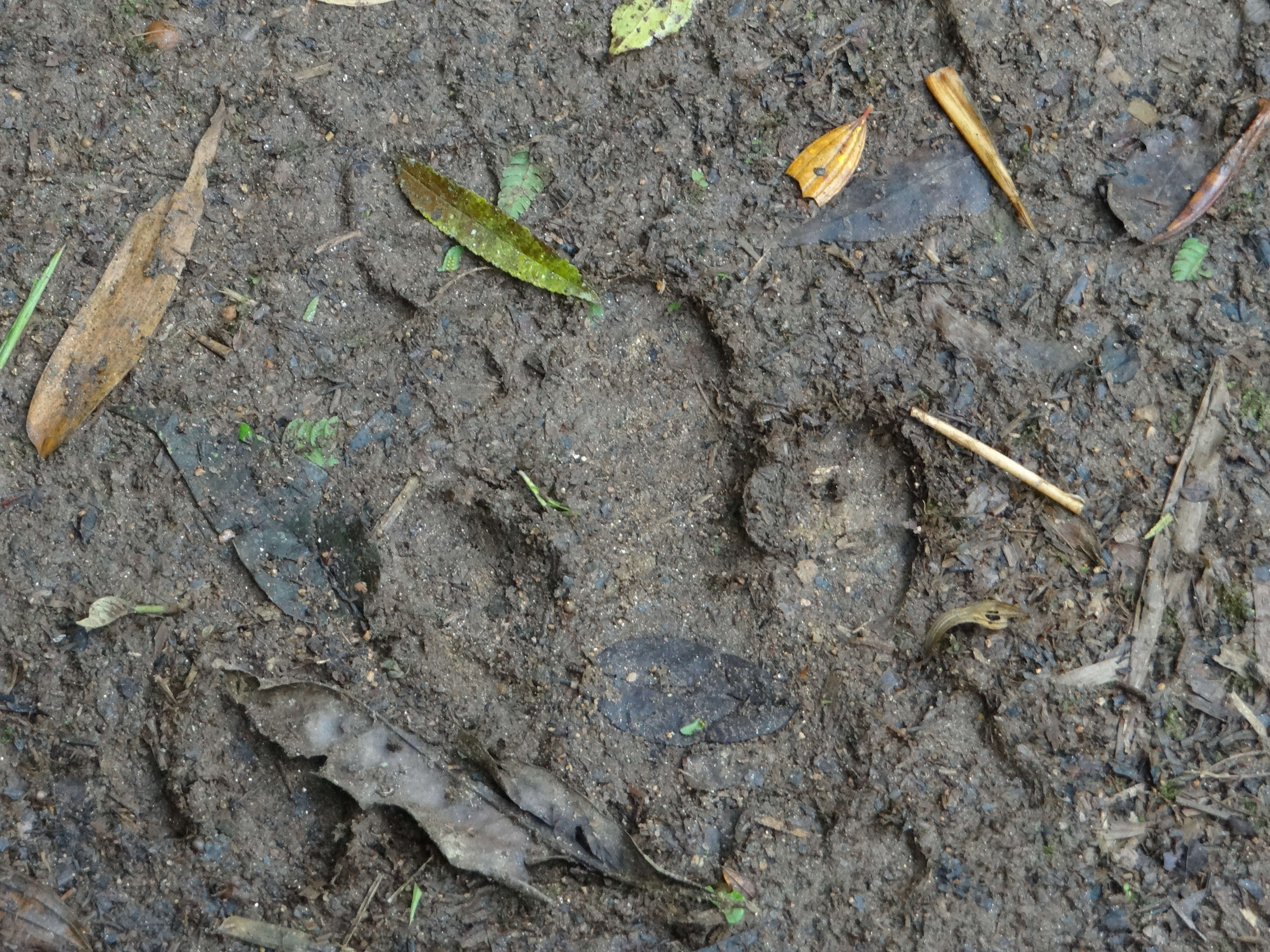 Image of Brazilian Tapir