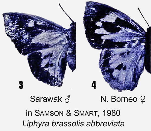 Слика од Liphyra