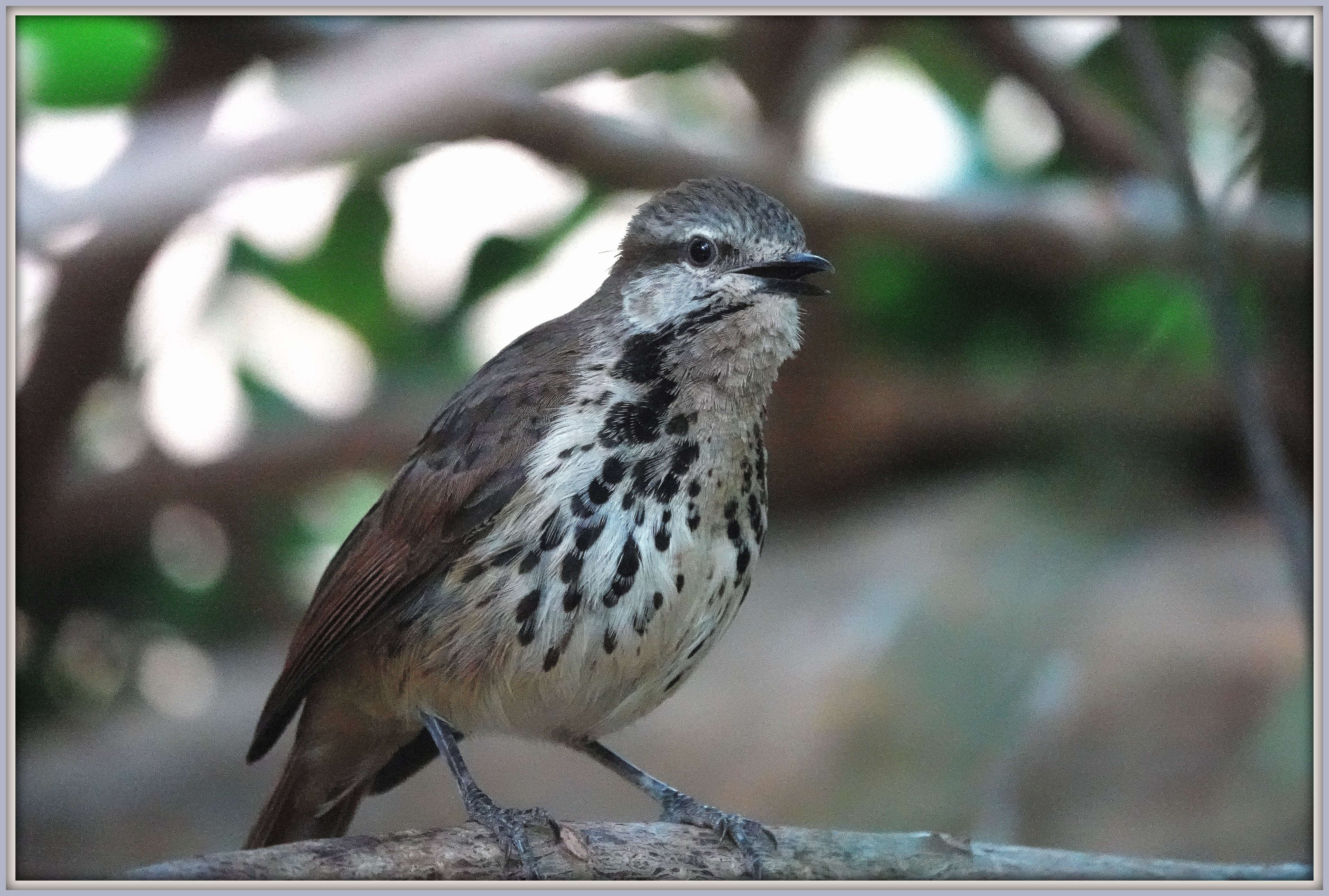 Image of Spotted Morning-Thrush