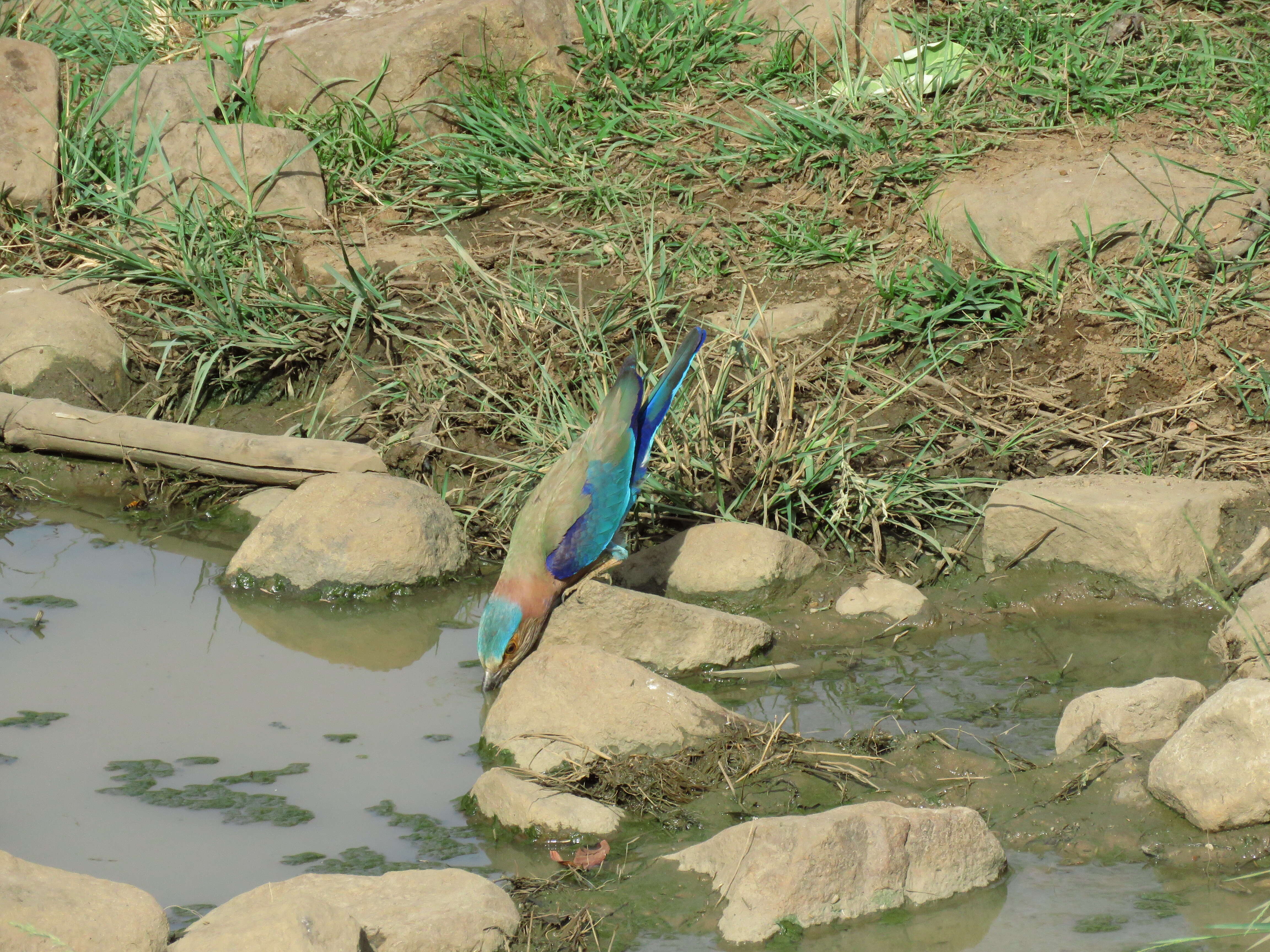 Image of Indian Roller