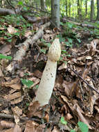 Image of Stinkhorn