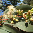 Image of Eucalyptus sheathiana Maiden