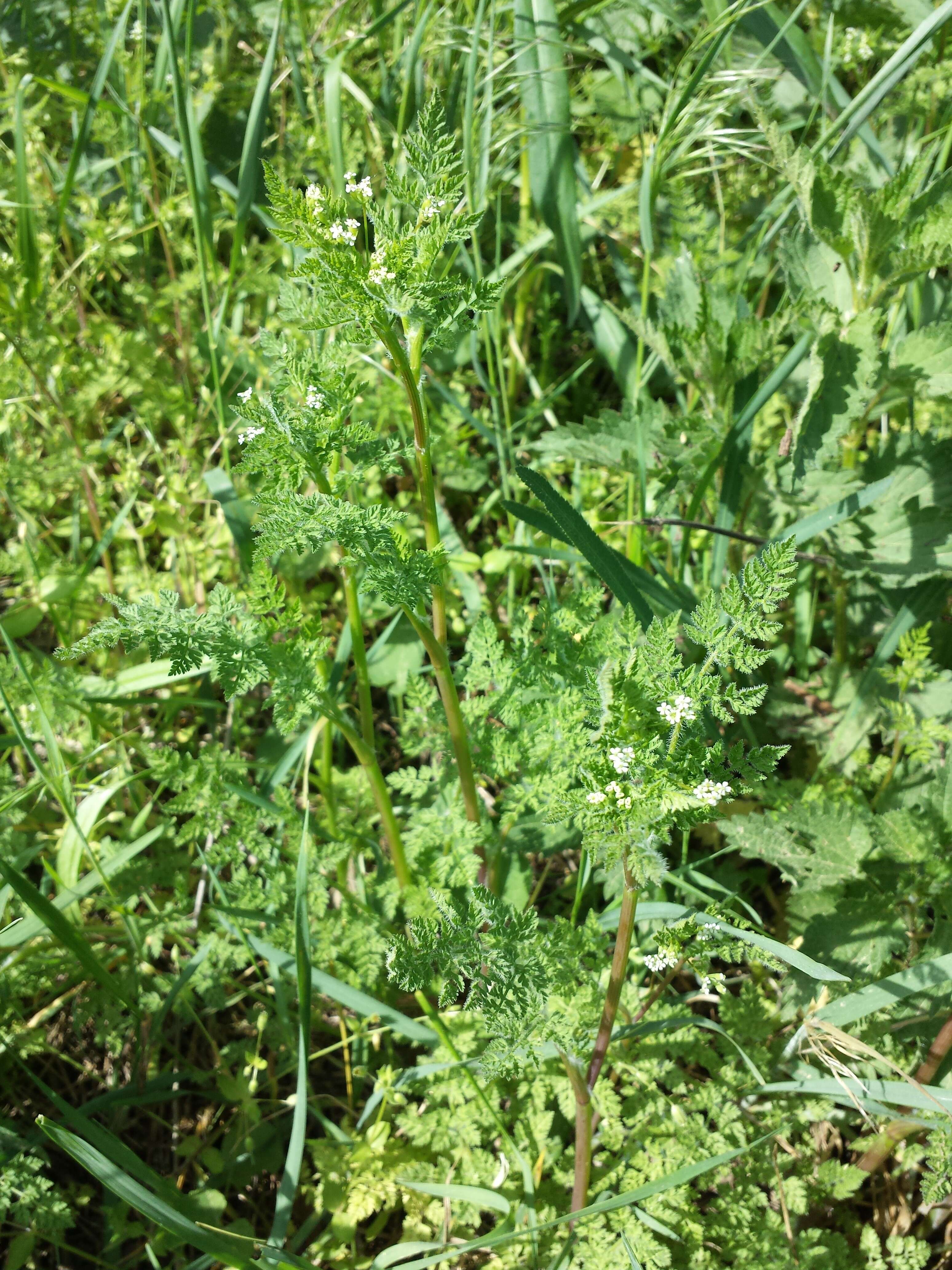 Image of bur chervil