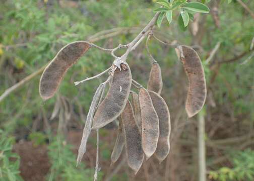 Image de Cytisus proliferus L. fil.