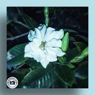 Image of Cape jasmine