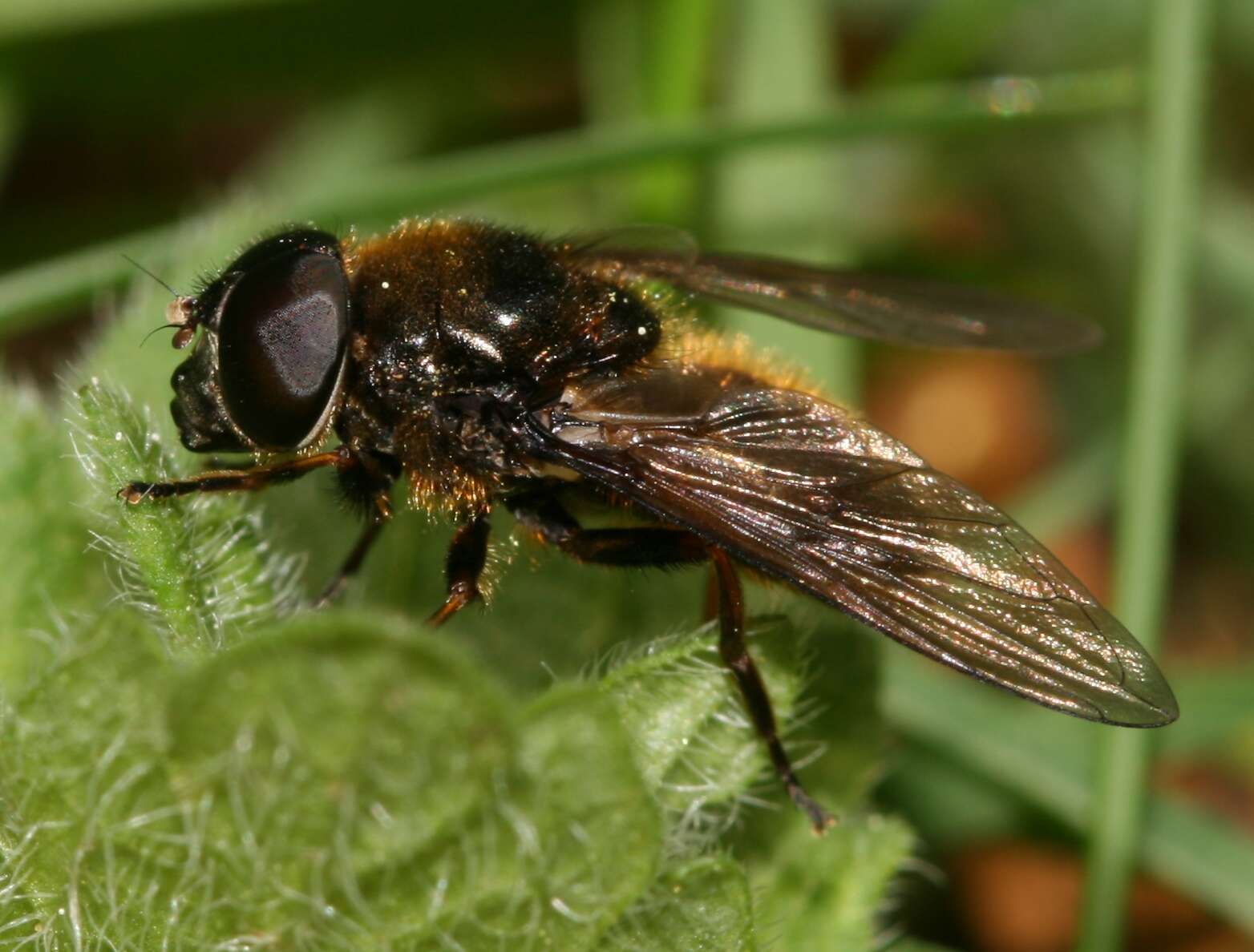 صورة Cheilosia fraterna (Meigen 1830)