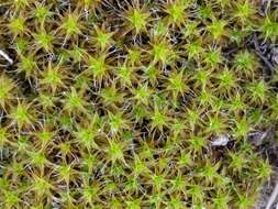 صورة Syntrichia ruralis Weber & D. Mohr 1803