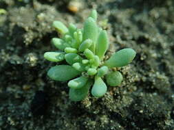 Sedum hispanicum L. resmi