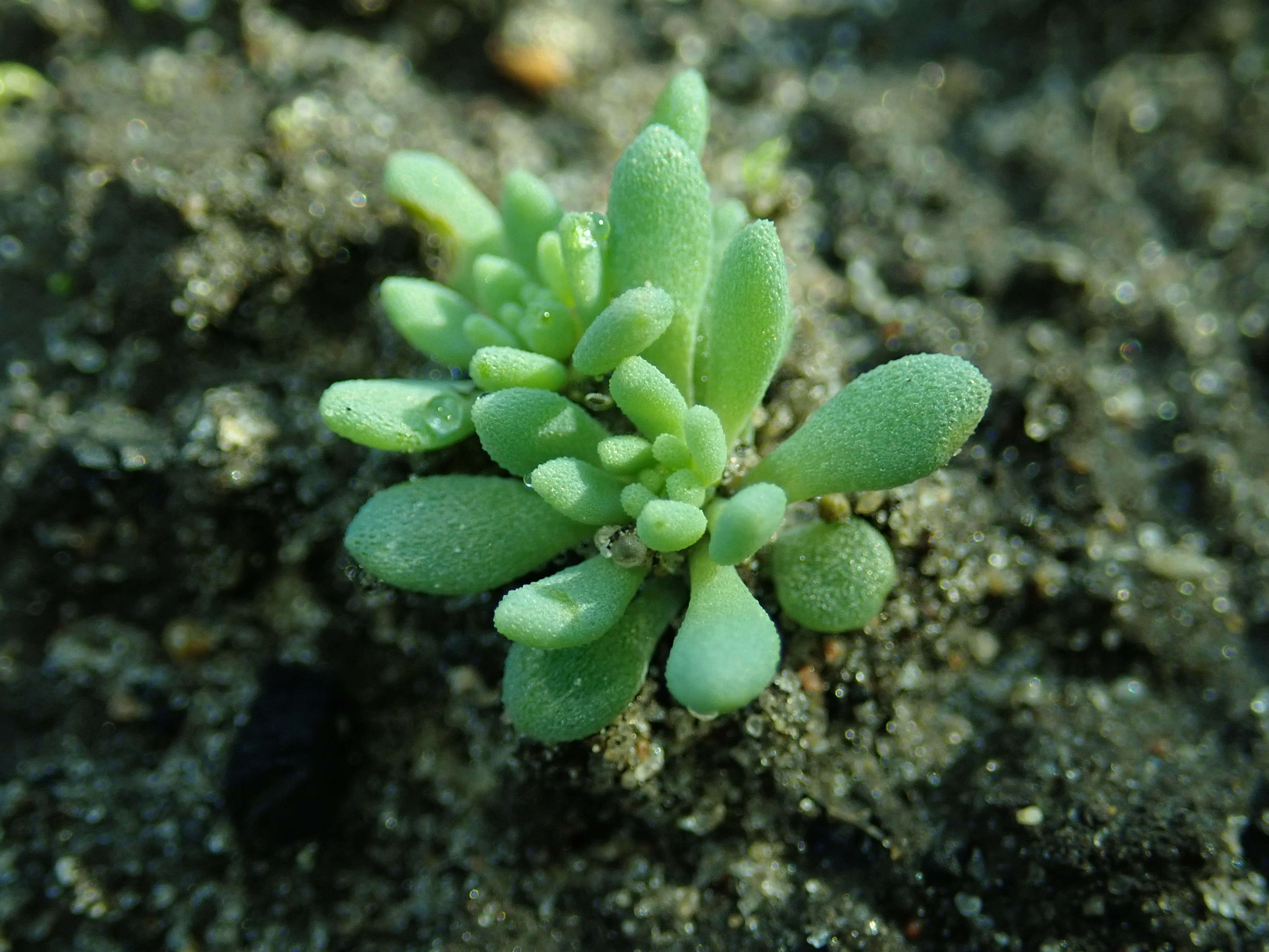 Sedum hispanicum L. resmi