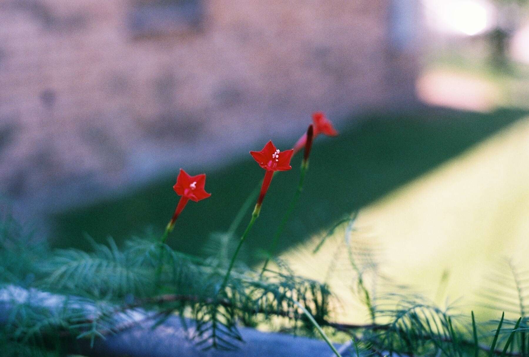 Image of Cypress Vine