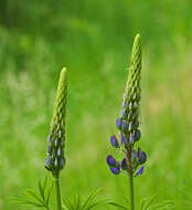 Plancia ëd Lupinus polyphyllus Lindl.