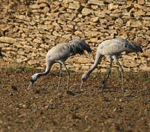 Image of Common Crane