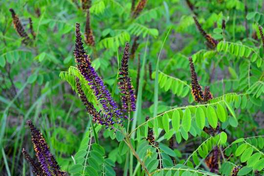 Image of desert false indigo