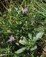 Image of glossy scabious