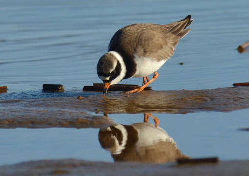 Image of ringed plover, common ringed plover