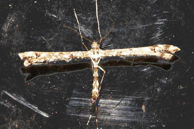 Image of Geranium Plume Moth