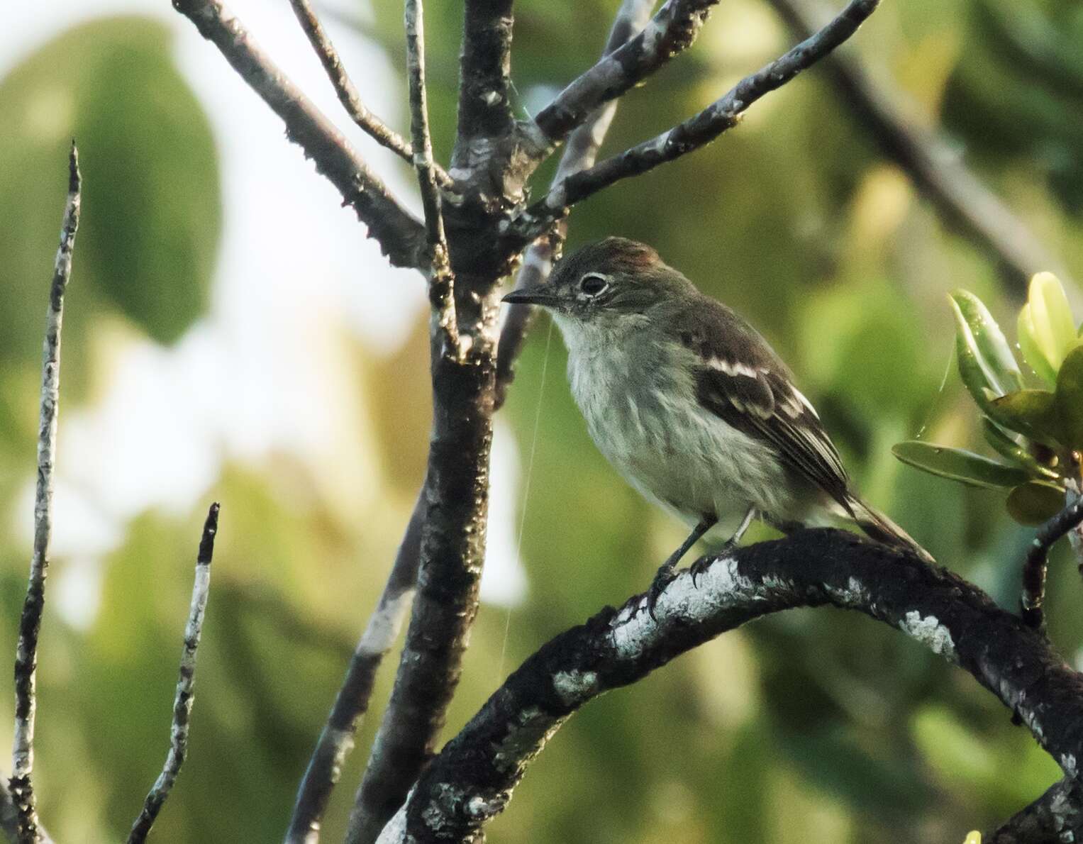 Image of Rufous-crowned Elaenia