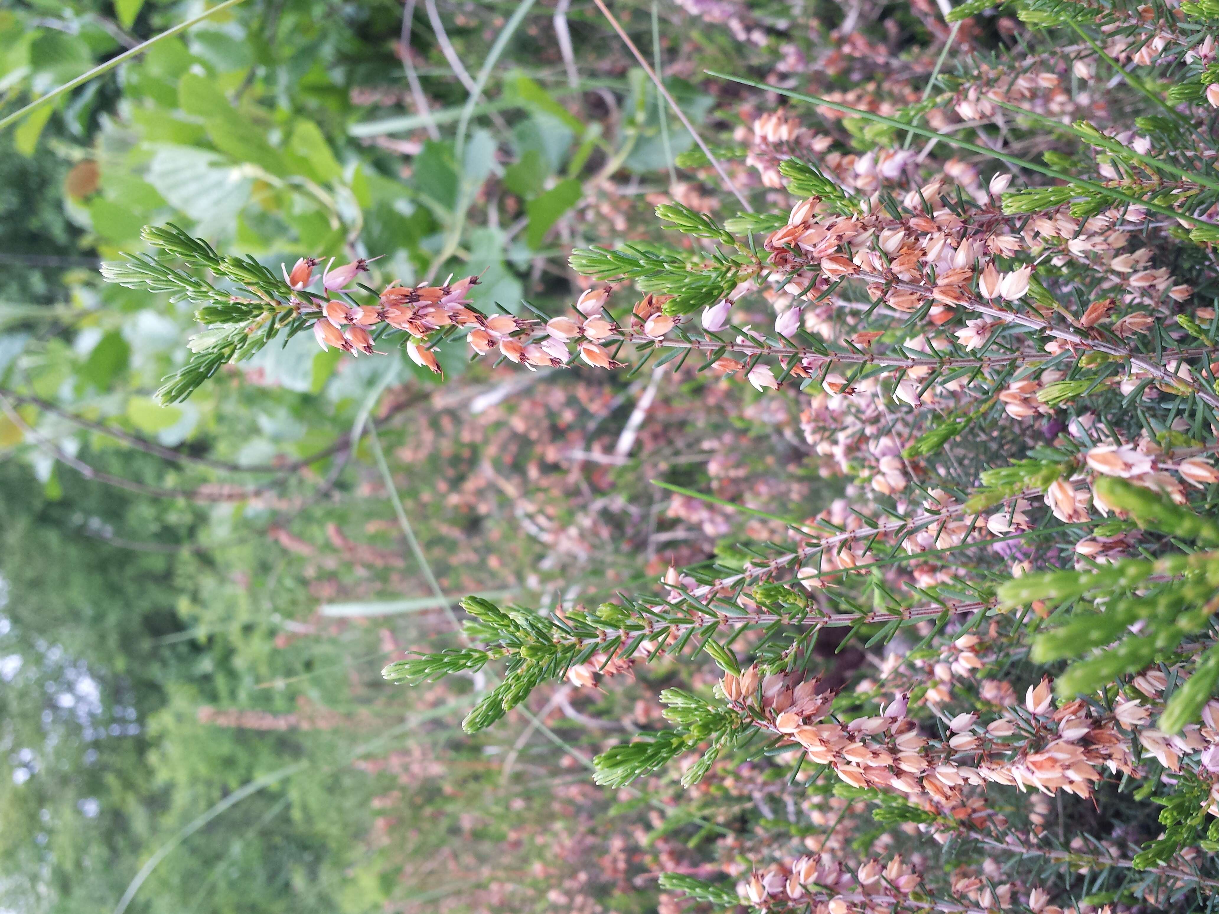 Imagem de Erica carnea L.